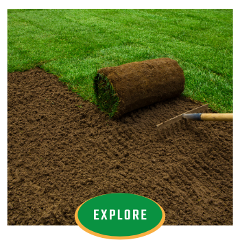 explore Tifway II Bermuda turf 