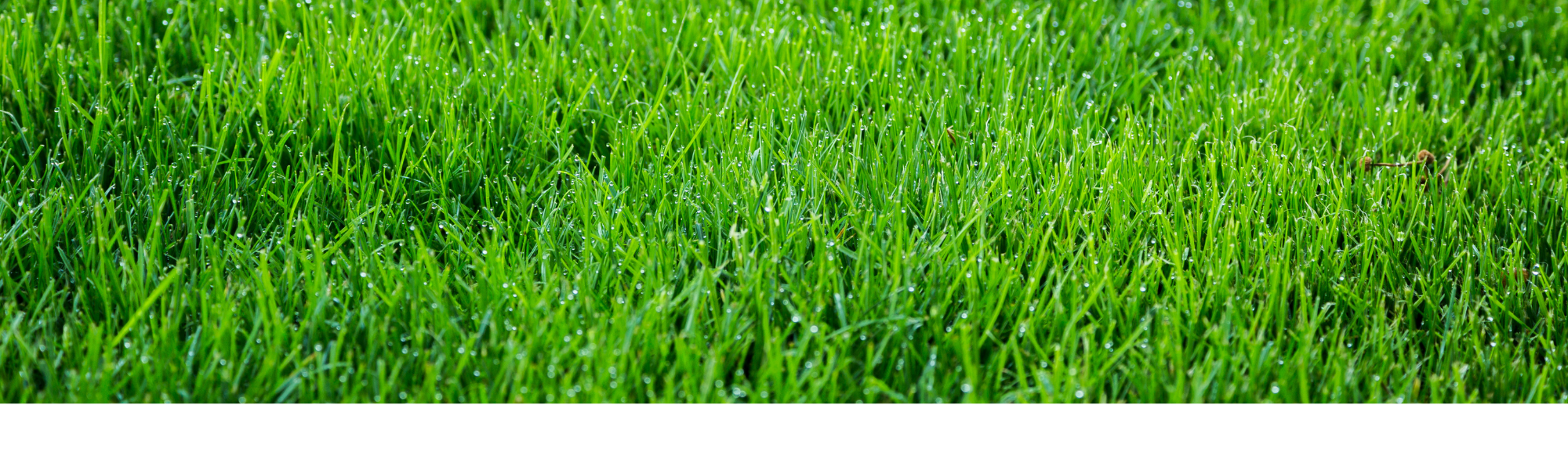 up-close view of green lawn