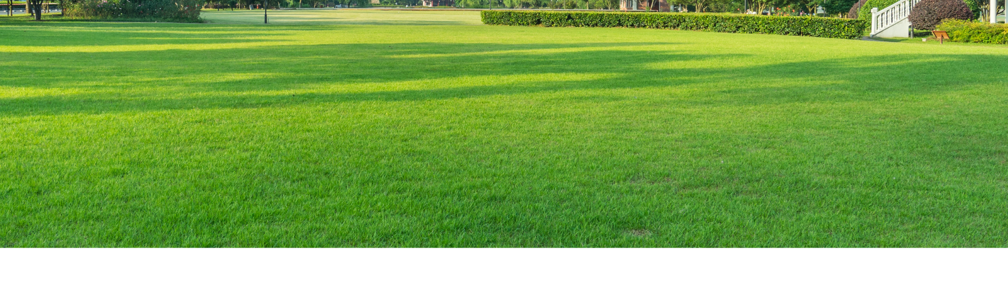 picture of a beautiful lawn 