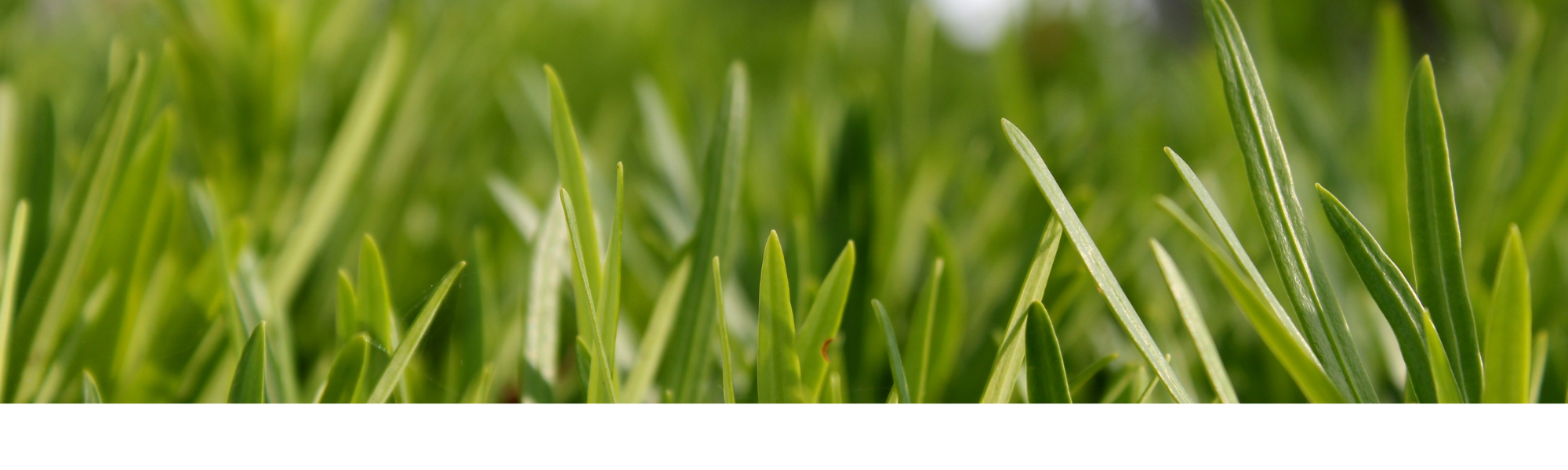 Up-close picture of grass